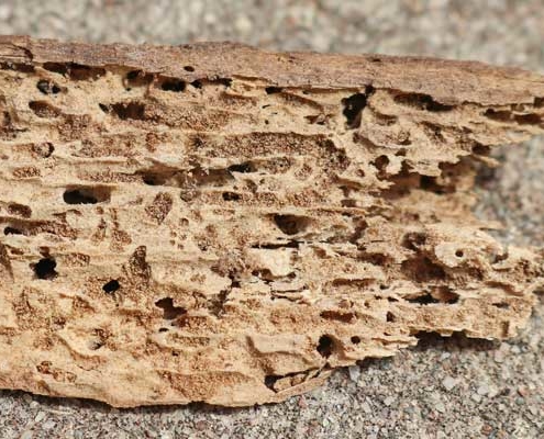 Termite Inspection